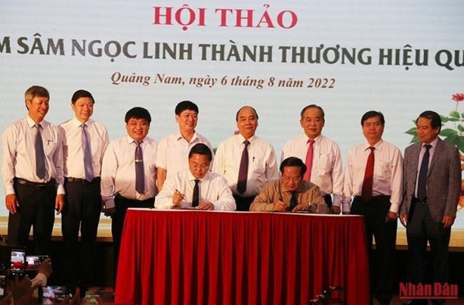 Nâng tầm sâm Ngọc Linh thành thương hiệu quốc gia