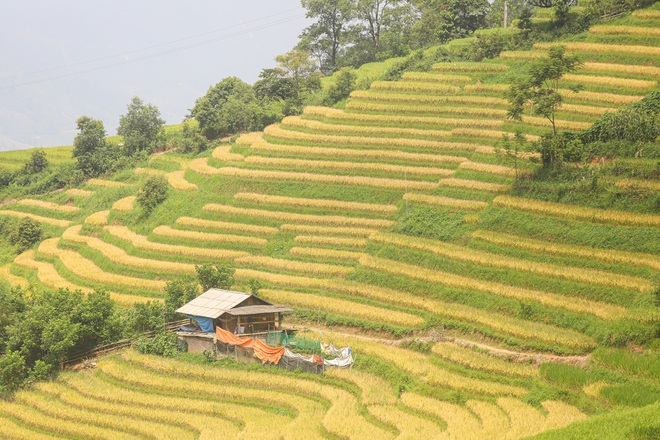 Đi săn mùa vàng ở Sa Pa - 8