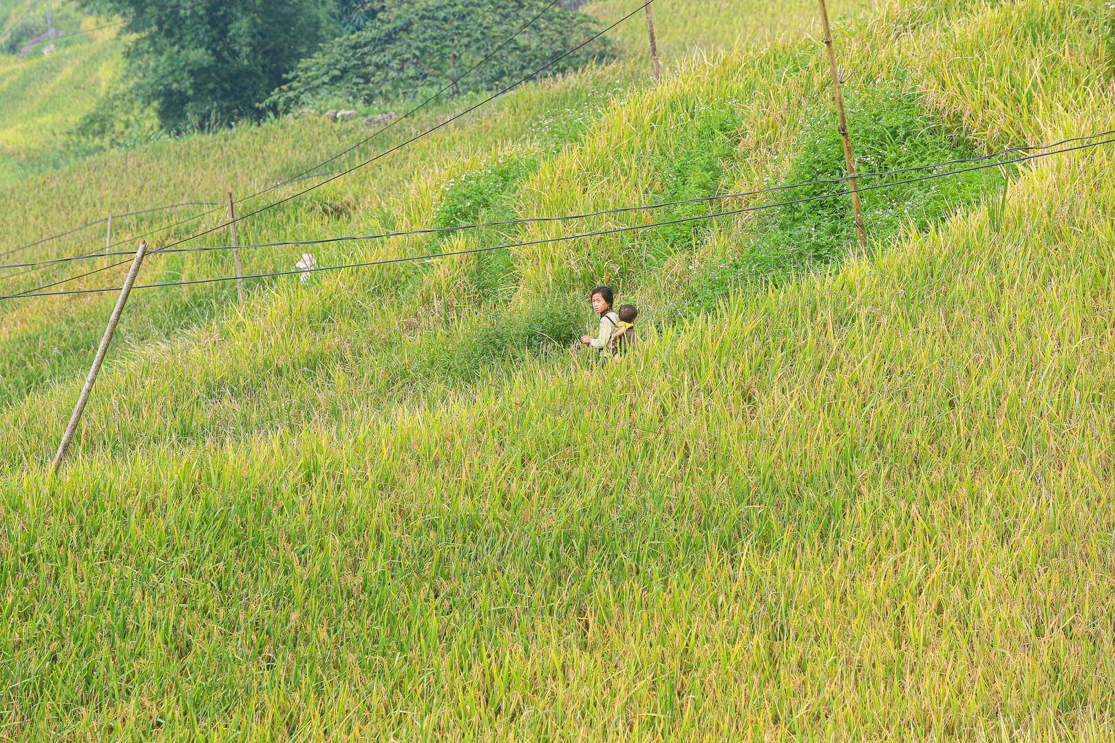 Đi săn mùa vàng ở Sa Pa - 9