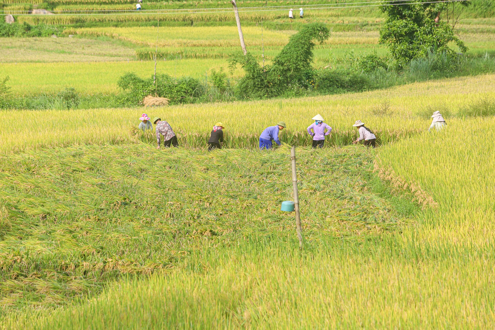 Đi săn mùa vàng ở Sa Pa - 11