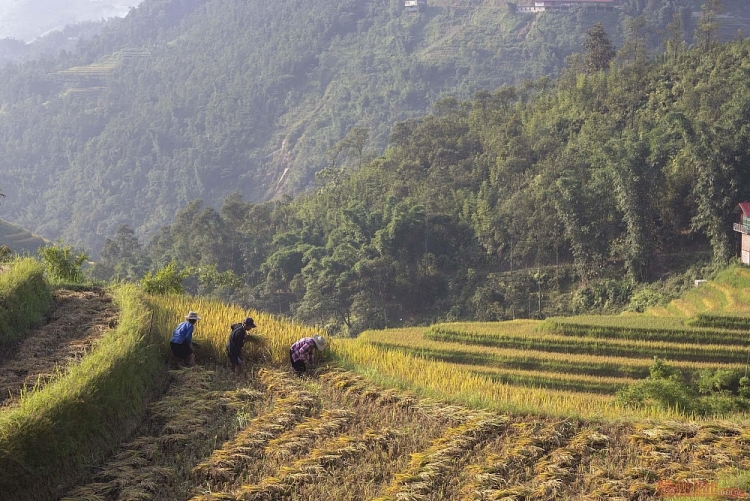 Thơ mộng mùa lúa chín ở thung lũng Mường Hoa