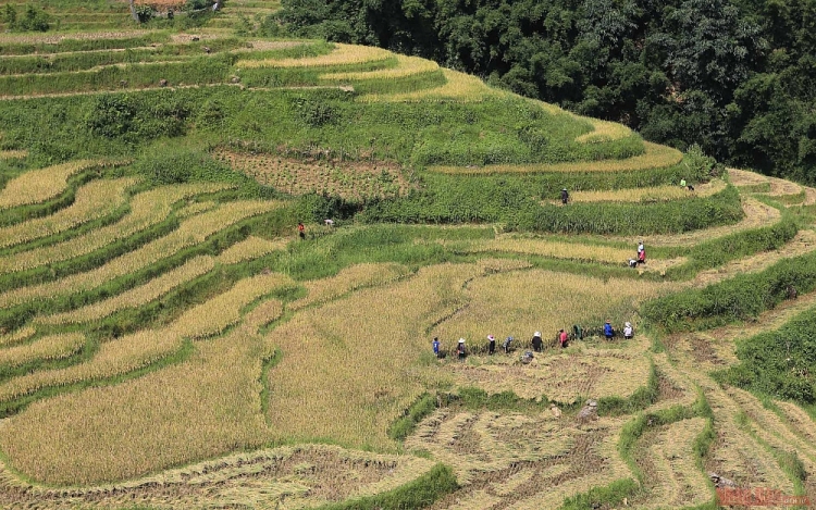 Thơ mộng mùa lúa chín ở thung lũng Mường Hoa