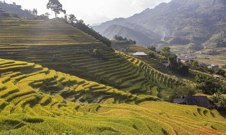 Thơ mộng mùa lúa chín ở thung lũng Mường Hoa