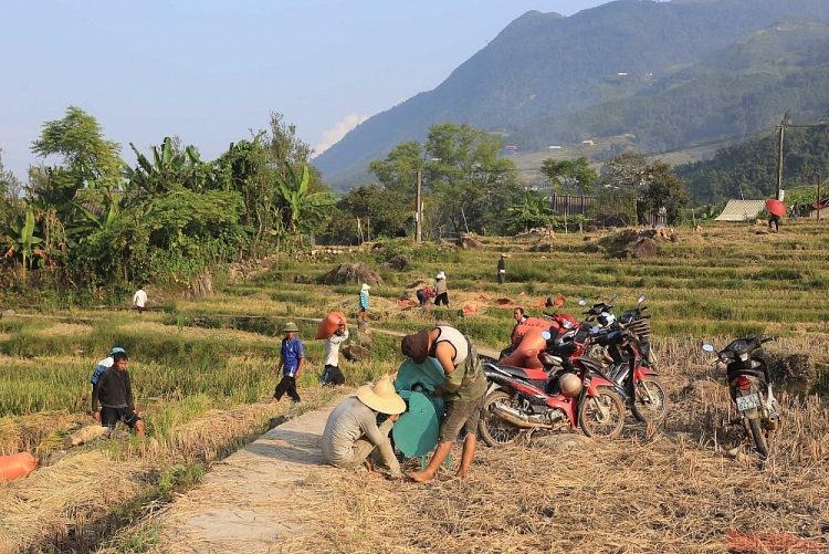 Thơ mộng mùa lúa chín ở thung lũng Mường Hoa