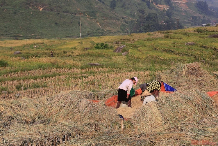 Thơ mộng mùa lúa chín ở thung lũng Mường Hoa