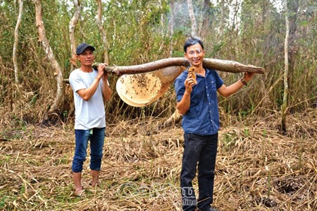“Bản lý lịch” vô cùng đặc sắc của nghề ăn ong ở xứ U Minh Hạ
