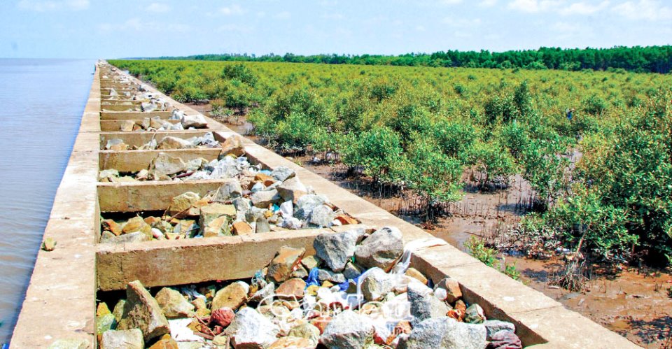 Cà Mau: Khôi phục rừng phòng hộ ven biển