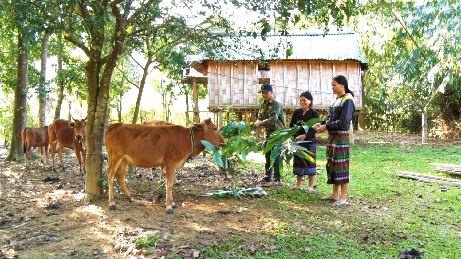 Người dân Hướng Lập tập trung sản xuất , chăn nuôi bò đem lại nguồn thu nhập ổn định cho gia đình