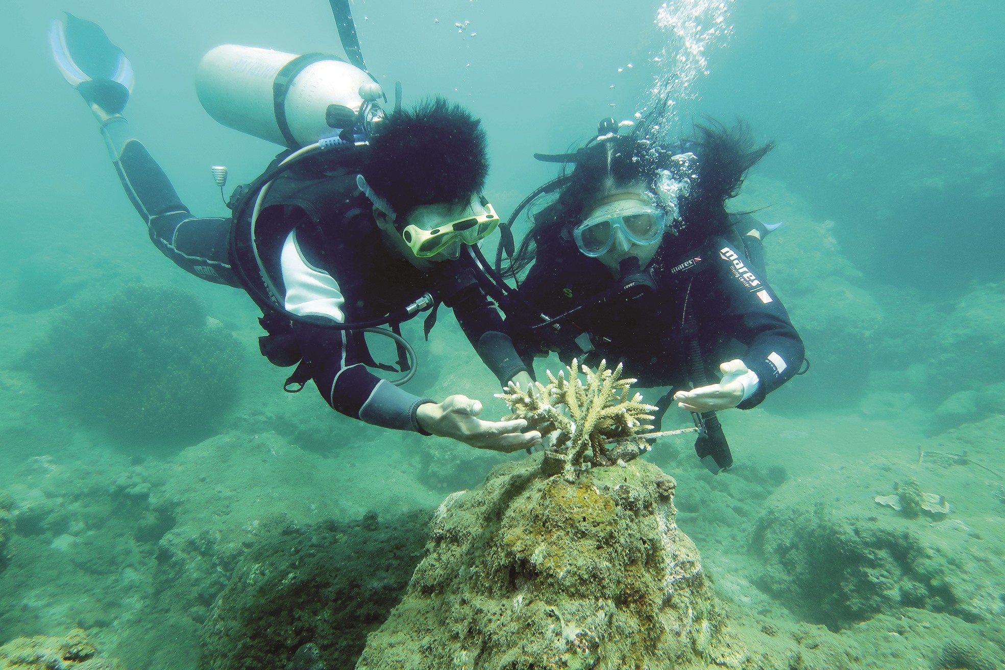 Tiêu diệt sao biển gai và làm sạch rác thải giúp san hô phát triển.