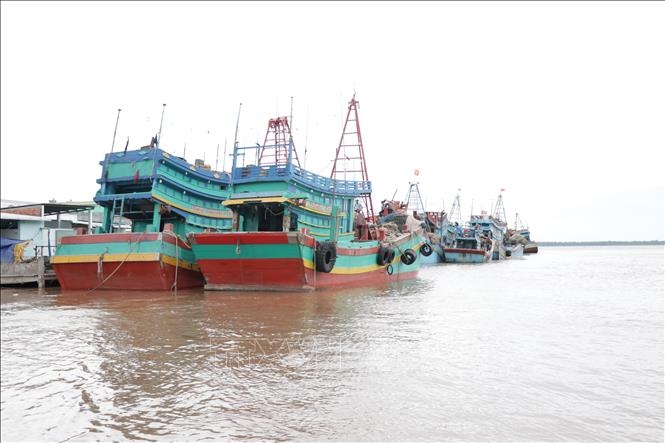 Các phương tiện neo đậu tại cảng cá Bình Thắng. Ảnh: Huỳnh Phúc Hậu/TTXVN