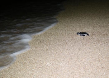 Ninh Thuận: Nơi nâng niu sự sống cho rùa biển