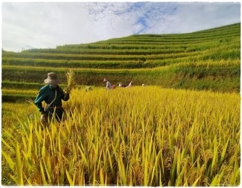 Lễ mừng cơm mới của đồng bào biên giới ở Hoàng Su Phì