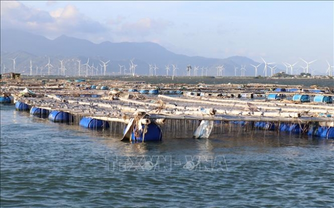 Phát triển bền vững nghề nuôi biển: Nhân rộng mô hình kinh tế xanh