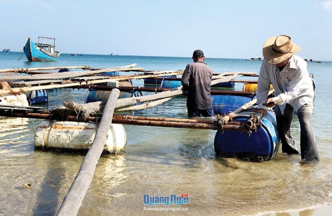 Thúc đẩy ngành nuôi biển phát triển