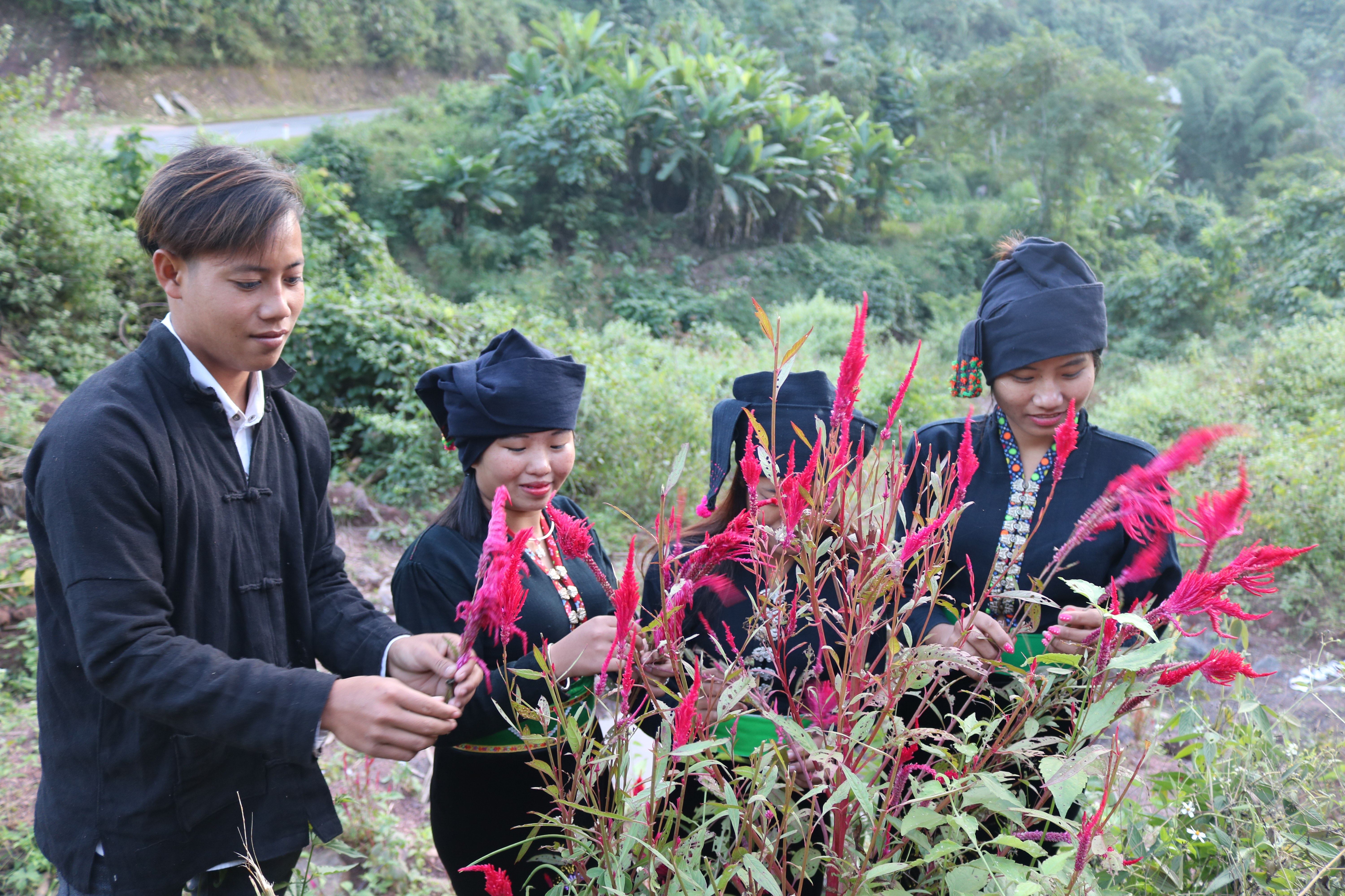 Đồng bào Cống hái hoa mào gà đón tết