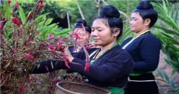 Điện Biên: Xuân sớm ở bản người Cống