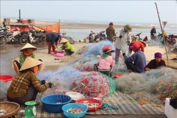 Ngư dân Hà Tĩnh trúng mùa cá cháo đặc sản