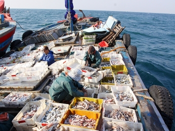 Quyết liệt, mạnh mẽ hơn để gỡ ‘thẻ vàng’ về khai thác hải sản