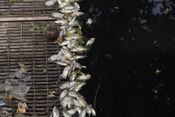 Cá chết nổi trên sông Tô Lịch sau khi dừng nhận nước từ Hồ Tây