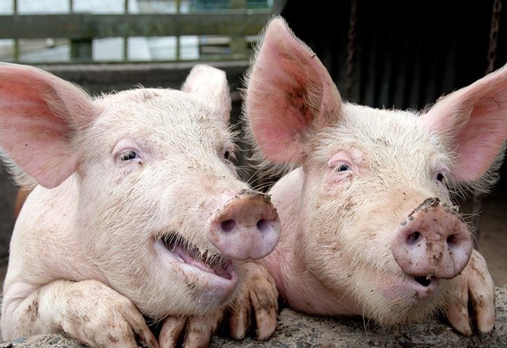 Giá heo hơi, giá thịt lợn tăng hay giảm hôm nay?
