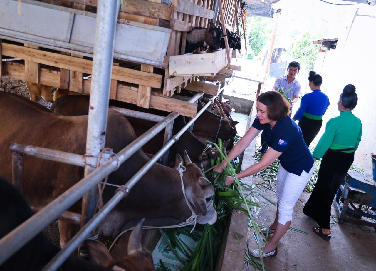 Đại sứ Australia tại Việt Nam Bà Robyn Mudie ghé thăm hộ gia đình ông Quàng Văn Thủy, người đã áp dụng các kĩ thuật chăn nuôi thâm canh hiệu quả để nâng cao thu nhập của gia đình. Ông cũng là người có uy tín trong cộng đồng và đã giúp nhiều hộ gia đình khác học hỏi và áp dụng các kĩ thuật chăn nuôi mới với đàn gia súc của họ. (Ảnh: Trọng Chính, TTXVN)