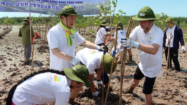 Bảo vệ rừng ngập mặn Kim Sơn – “Lá phổi xanh” của Ninh Bình
