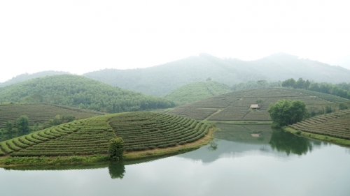 Ốc đảo chè có một không hai ở vùng biên giới Việt Nam
