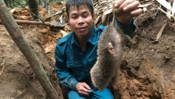 Săn lùng loài chuột khổng lồ trong rừng tây Yên Tử