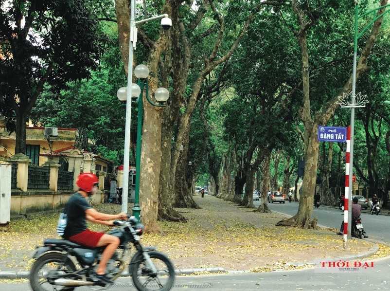 Người Hà Nội kéo nhau đến con đường lãng mạn nhất thủ đô mùa sấu thay lá