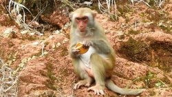 Đà Nẵng: Tái diễn tình trạng cho khỉ ăn bánh kẹo trên bán đảo Sơn Trà vì chưa có chế tài xử lý