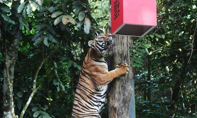 Xem hổ ăn Tết tại vườn thú Singapore