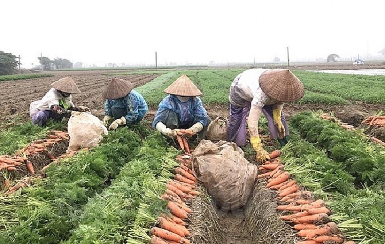 Nông dân Hải Dương thu hoạch cà rốt