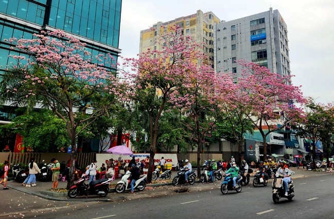 Ngắm hoa kèn hồng đẹp rạng ngời những con đường thành phố Hồ Chí Minh