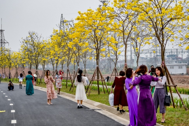 Hàng nghìn chiếc "chuông vàng" rung rinh trong nắng xuân Hà Nội