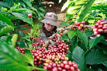 ca phe viet nam co nhieu du dia xuat khau vao algeria