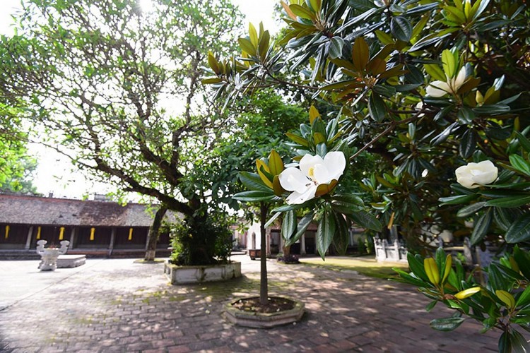 Chùa Bối Khê: vẻ đẹp tinh khiết của hoa sen đất Chùa Bối Khê: vẻ đẹp tinh khiết của hoa sen đất