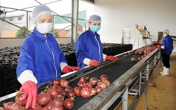 Nông sản Việt Nam cần chuẩn hóa để đưa sản phẩm vào xuất khẩu chính ngạch sang Trung Quốc