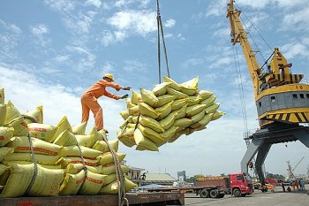 Sau 1 tuần chững lại, giá lúa gạo Đồng bằng sông Cửu Long đồng loạt tăng