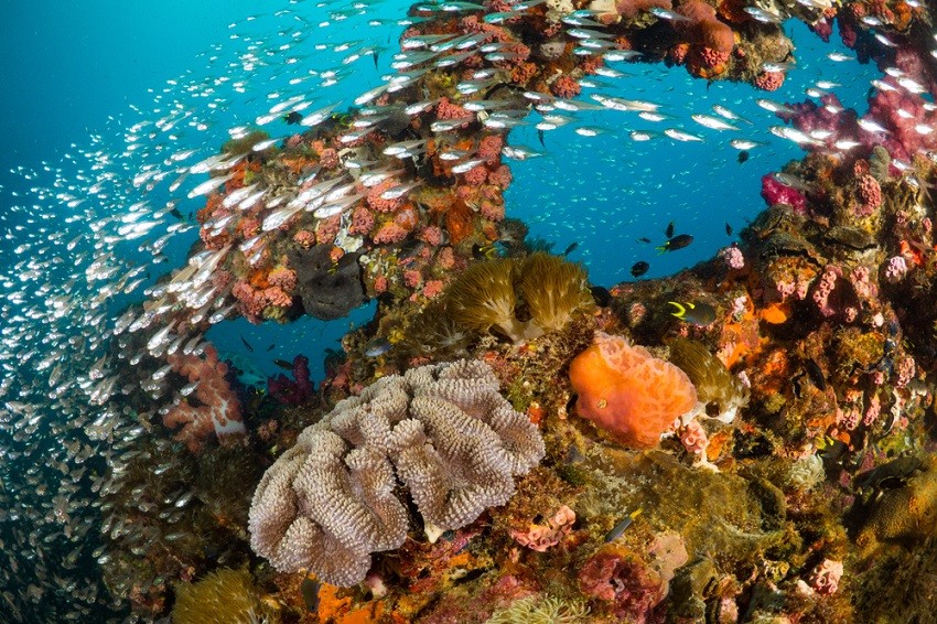 Rạn san hô Great Barrier đứng trước nguy cơ bị tẩy trắng hàng loạt