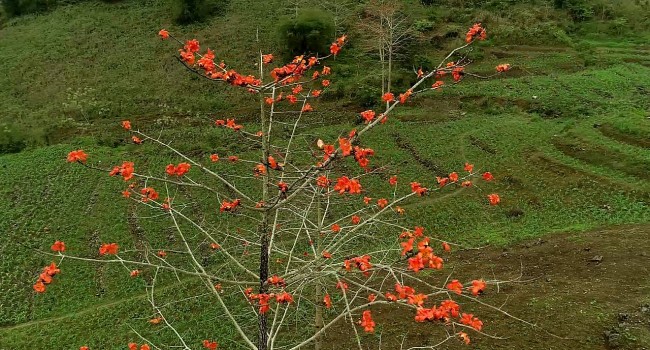 Mùa hoa mộc miên Hà Giang