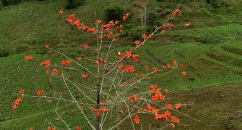 mua hoa moc mien ha giang