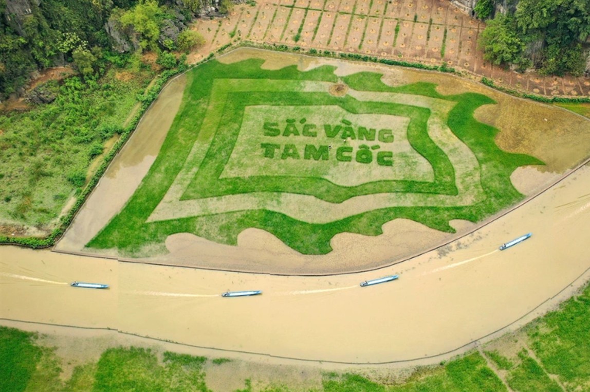 Trầm trồ cánh đồng lúa hình lá cờ hội "khổng lồ" đẹp như tranh ở Tam Cốc