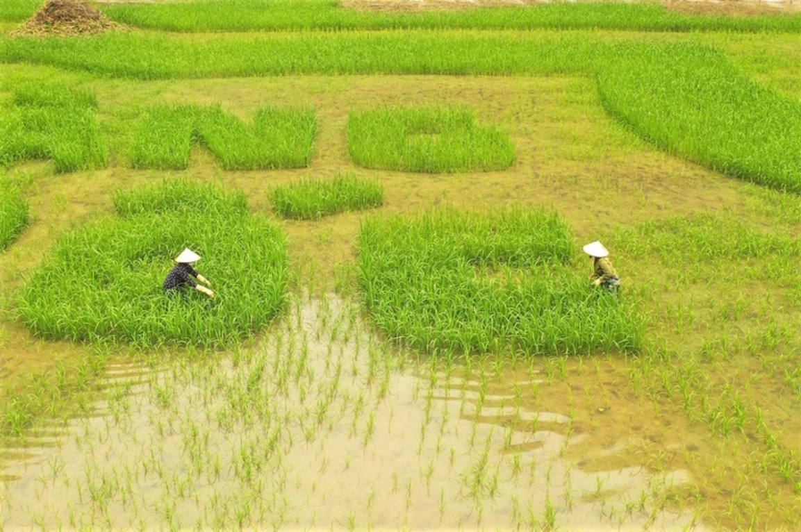 Trầm trồ cánh đồng lúa hình lá cờ hội "khổng lồ" đẹp như tranh ở Tam Cốc