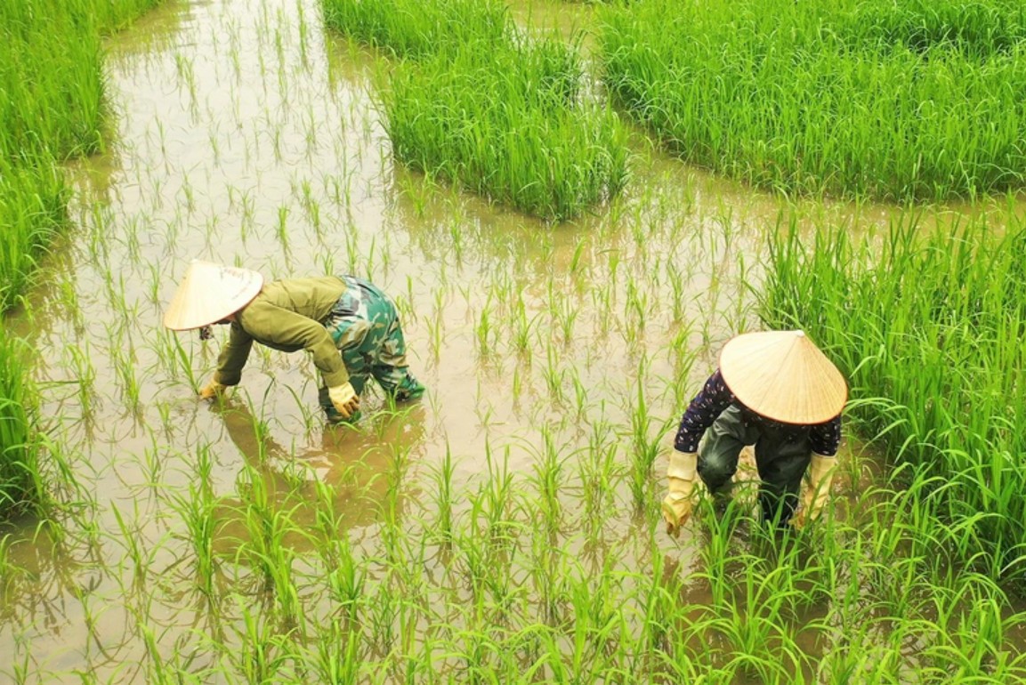 Trầm trồ cánh đồng lúa hình lá cờ hội "khổng lồ" đẹp như tranh ở Tam Cốc