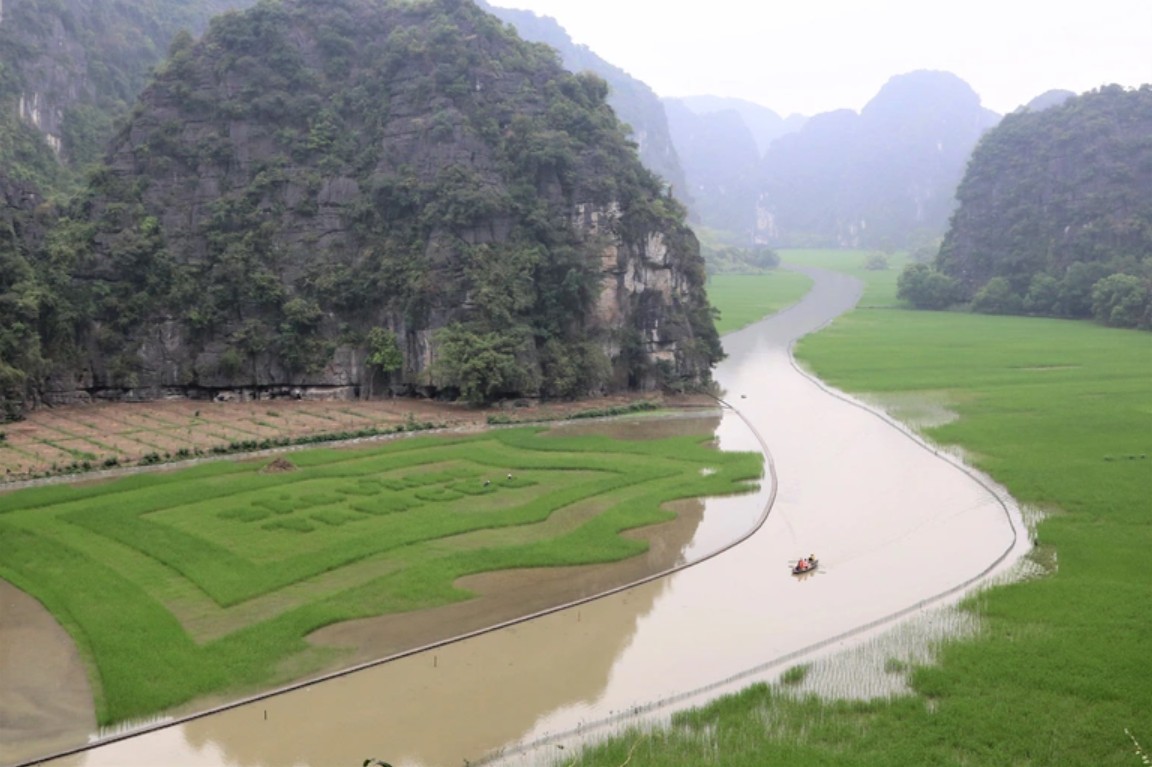 Trầm trồ cánh đồng lúa hình lá cờ hội "khổng lồ" đẹp như tranh ở Tam Cốc