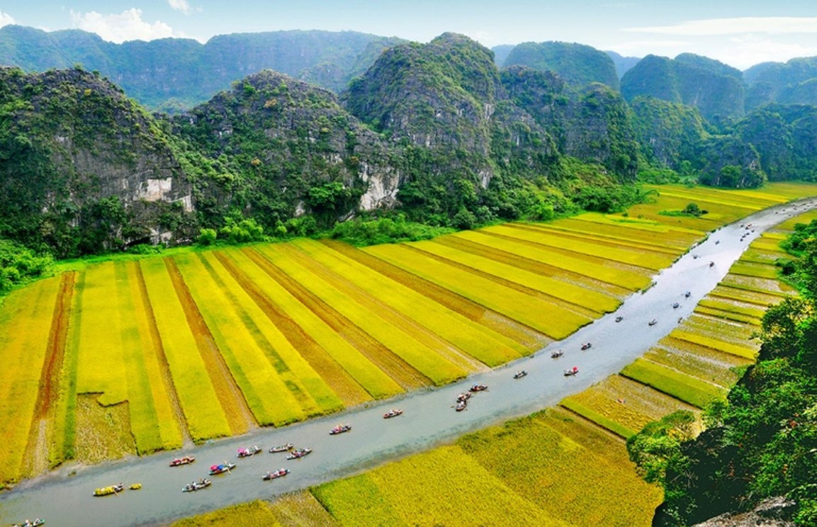 Trầm trồ cánh đồng lúa hình lá cờ hội "khổng lồ" đẹp như tranh ở Tam Cốc