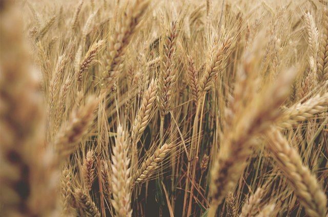 Argentina trở thành nước đầu tiên cấp phép trồng lúa mì biến đổi gen. (Ảnh minh họa)