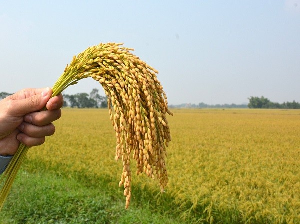 Xuất cấp không thu tiền 2.400 tấn hạt giống lúa cho 2 tỉnh: Thừa Thiên Huế, Quảng Trị. (Ảnh minh họa)