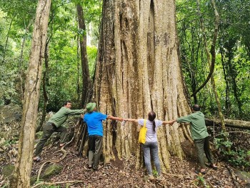 Quần thể cổ thụ rừng Nam Tây Nguyên (Đắk Nông) được công nhận là cây di sản Việt Nam