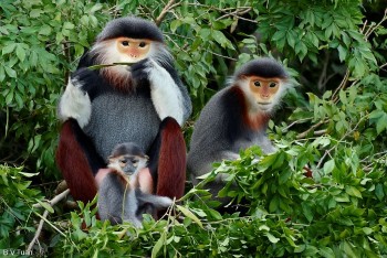 Ra mắt Quỹ Bảo tồn Loài với tổng kinh phí 1,4 triệu USD tại Việt Nam